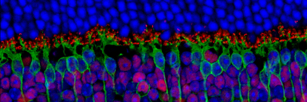 MurielPerron Profile Banner