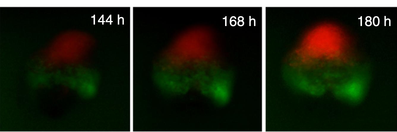 Chulan Kwon Lab banner
