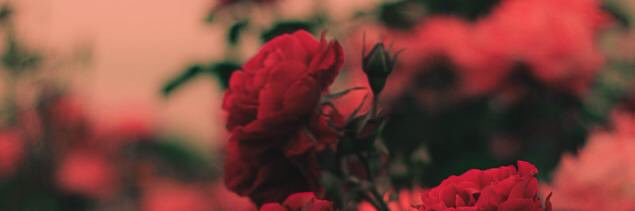 Itswhateversoo's profile banner image