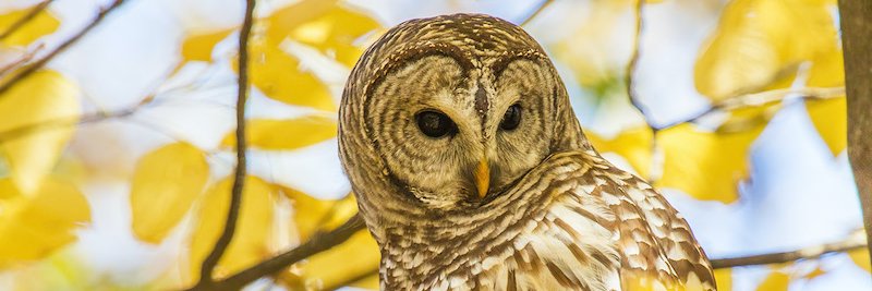 Wisconsin Society for Ornithology banner