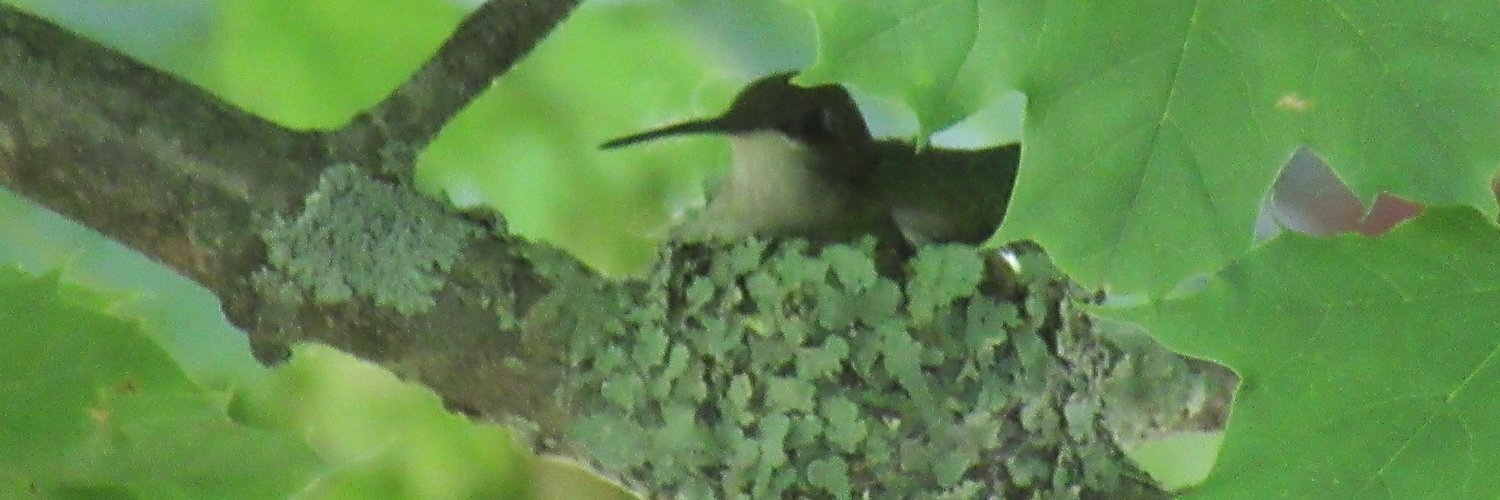 MoradPhoebe's profile banner image