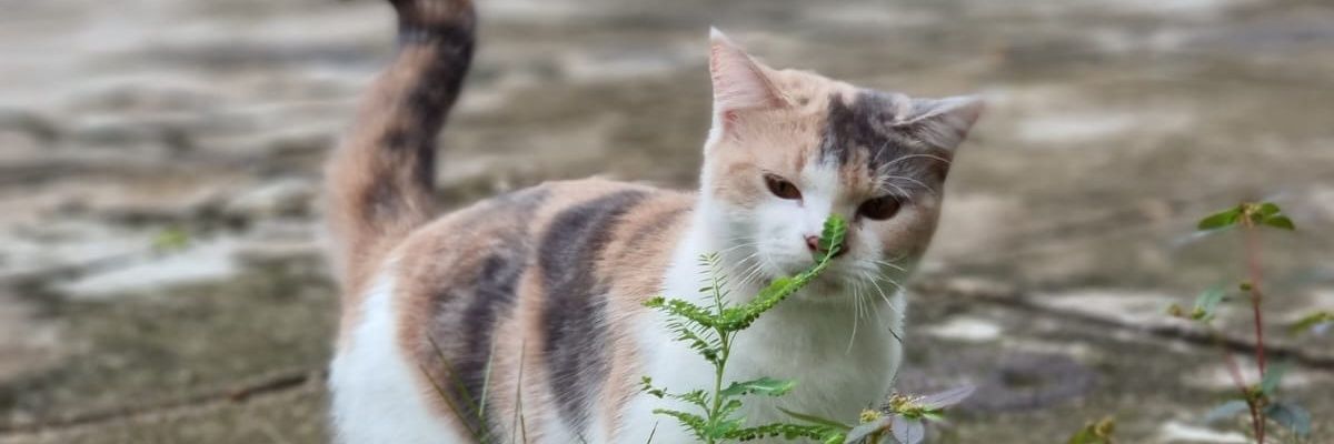 astrinovaa's profile banner image