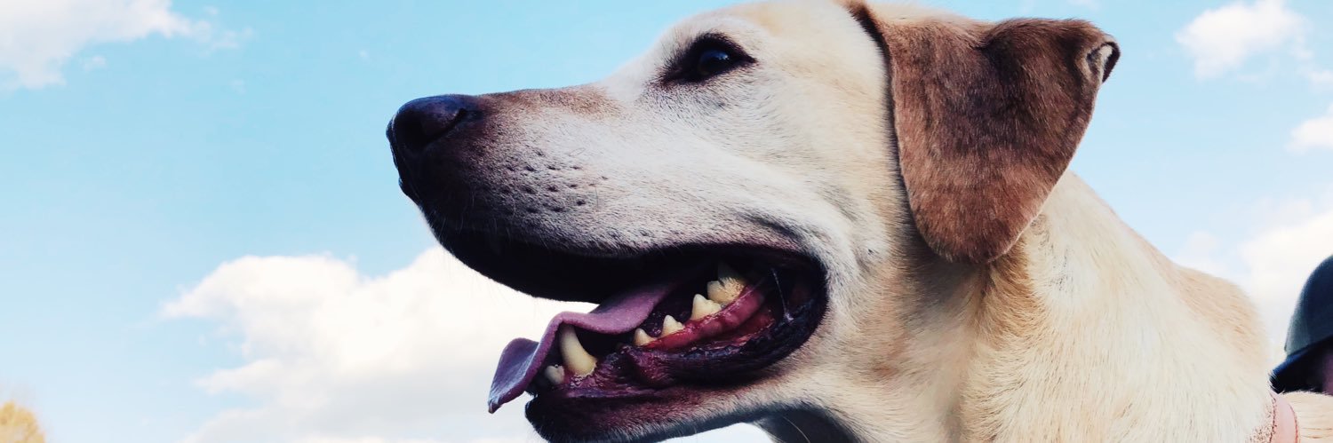 cox_katlyn's profile banner image