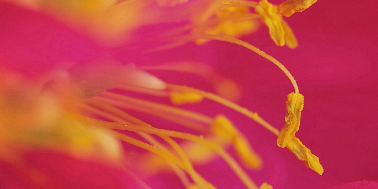 NovaAula's profile banner image