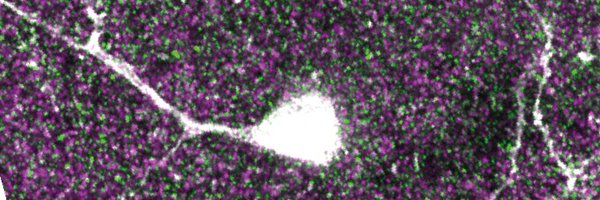 RKastli Profile Banner