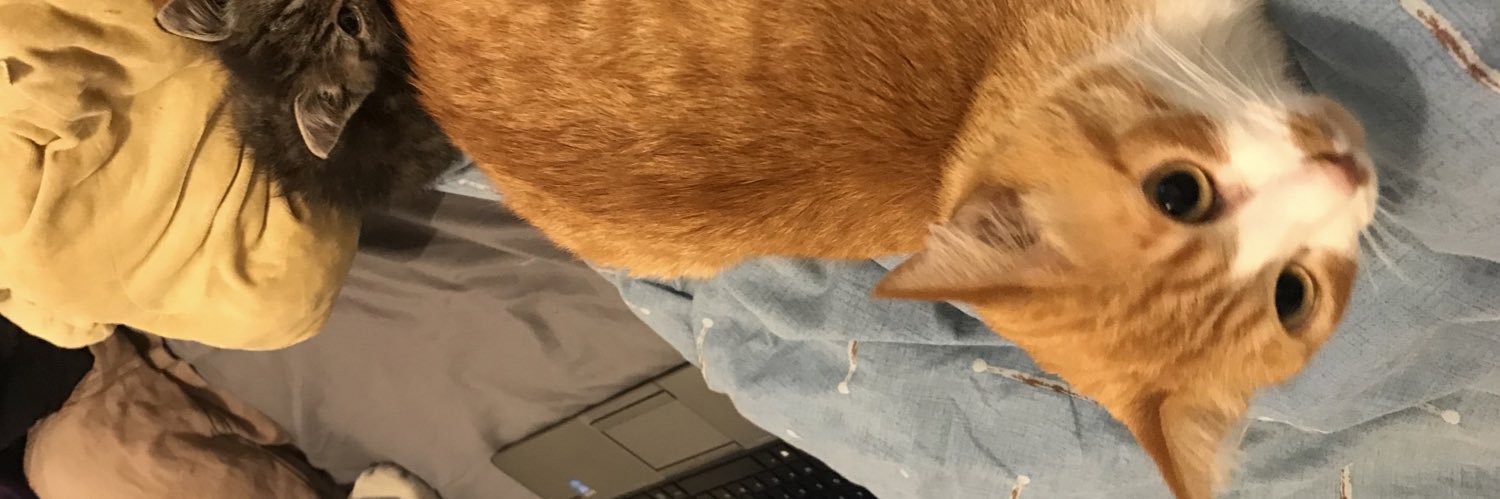 Galipette the Kat 🏳️‍🌈 banner