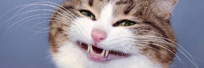 ฅ^•ﻌ•^ฅ banner