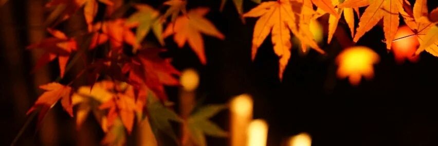 akitokureha's profile banner image