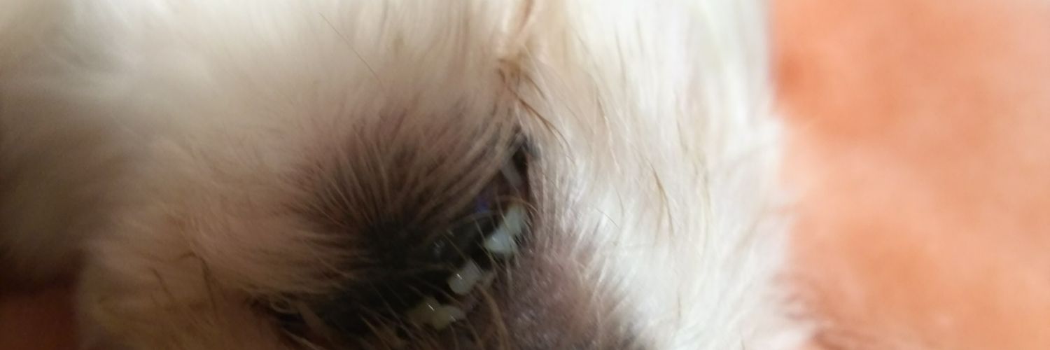 helmut0221's profile banner image