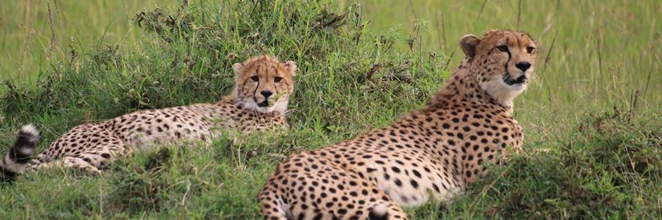 BigTimeSafaris's profile banner image