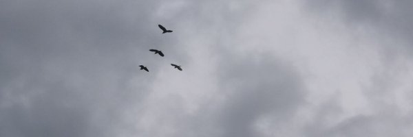 bluedreamsplus Profile Banner