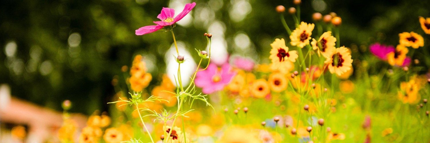 jiaruz's profile banner image
