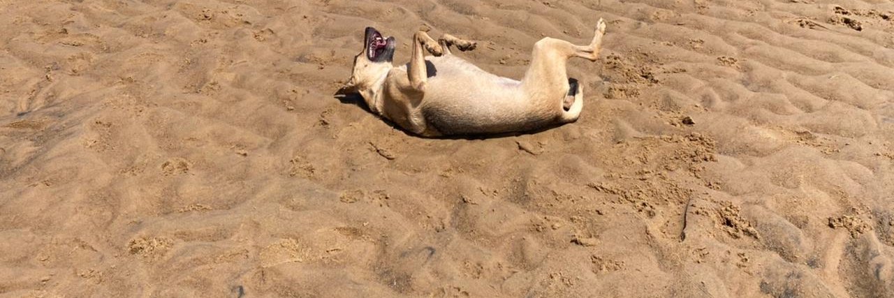 Gustavo Setrini banner