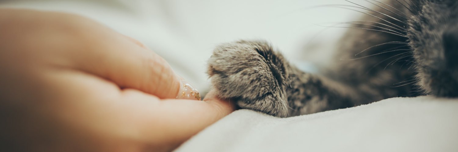 三森千愛Chiaki Mitsumori banner