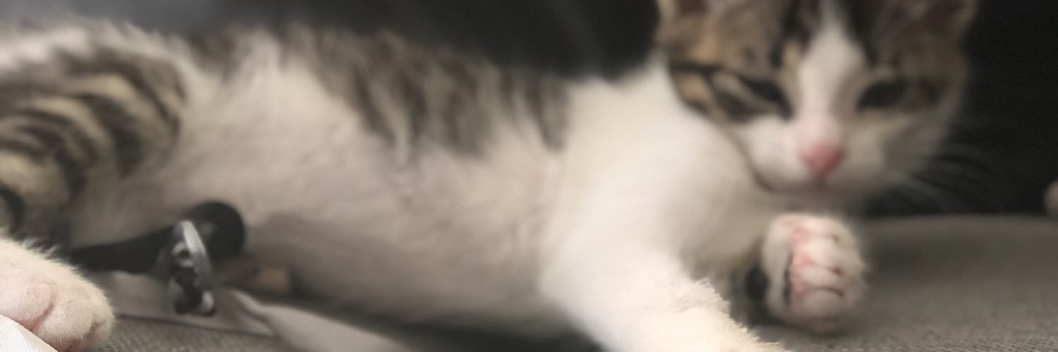 STELLADEGROOTE's profile banner image