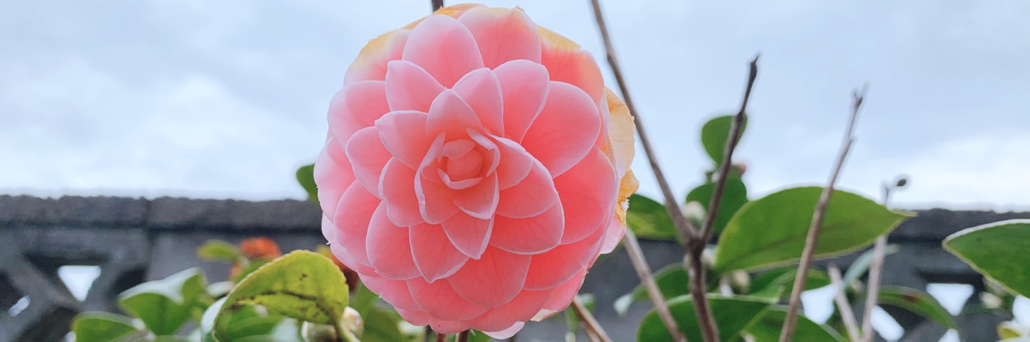 Uta_Fujishima's profile banner image