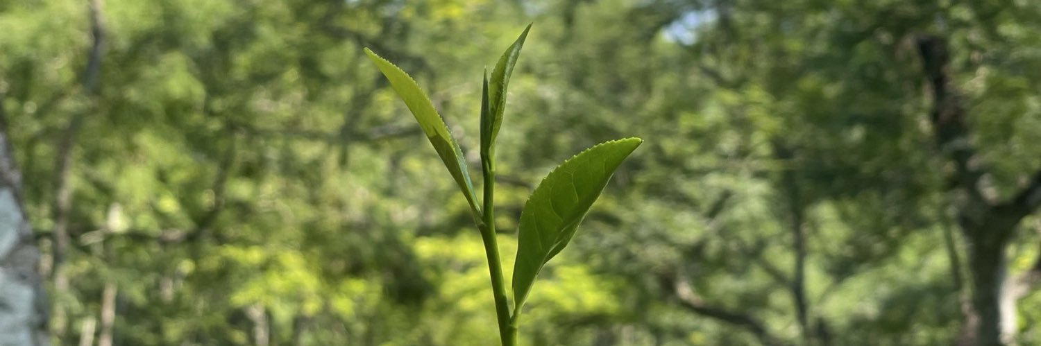 🧜🏼‍♀️ banner