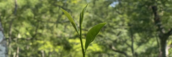 serenityechos Profile Banner