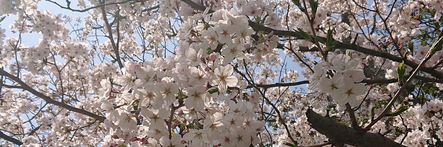 comori_nor's profile banner image