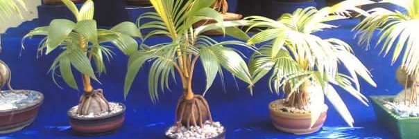 coco bonsai banner