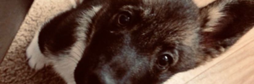 sitageorge's profile banner image