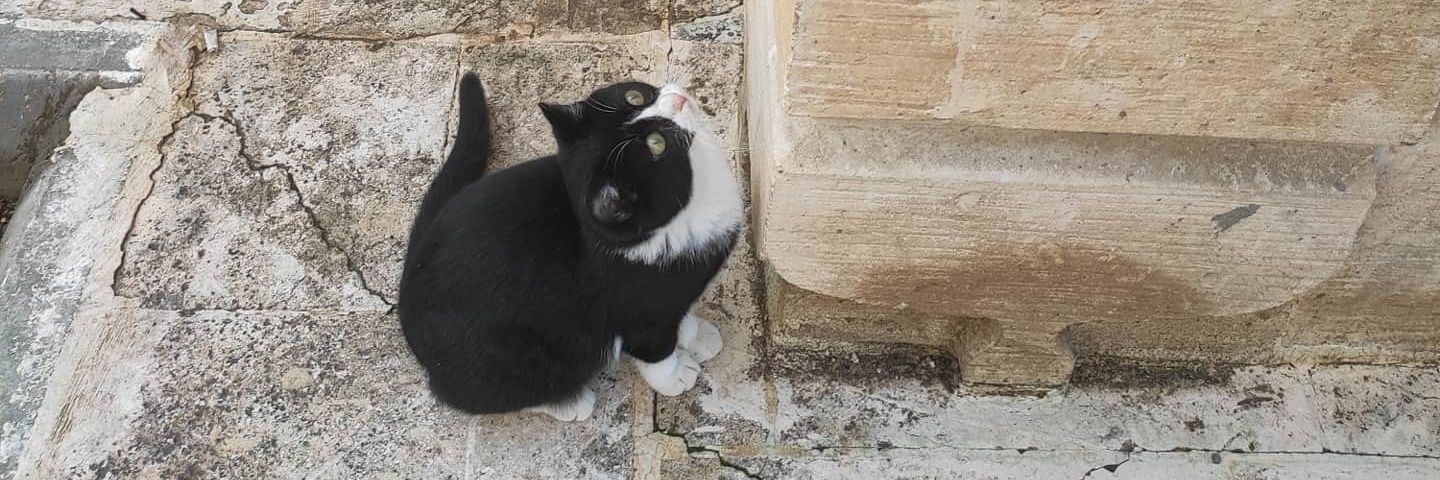 feratto's profile banner image