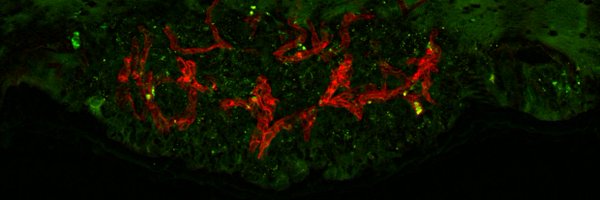 NeurosciAllgire Profile Banner