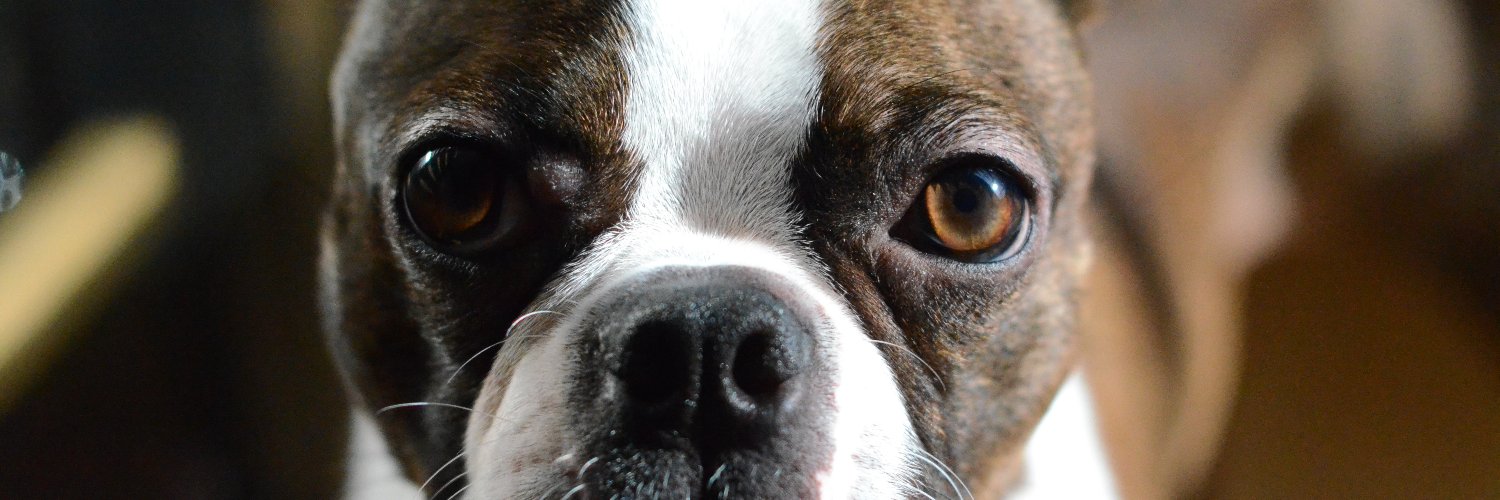 SpaDogs banner