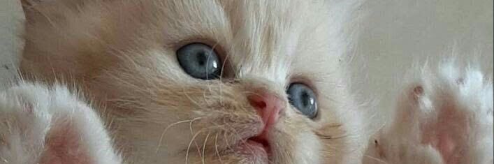 ميشووو الحربي🤍 banner