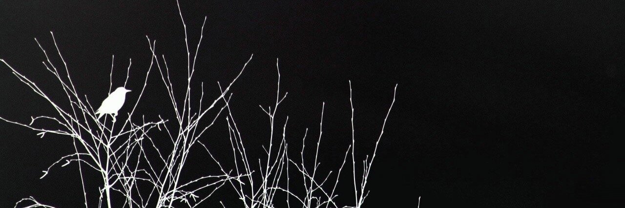 Padrino Framework banner