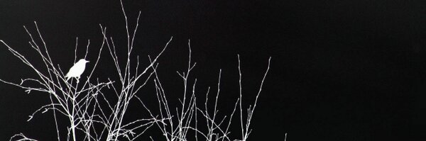 padrinorb Profile Banner