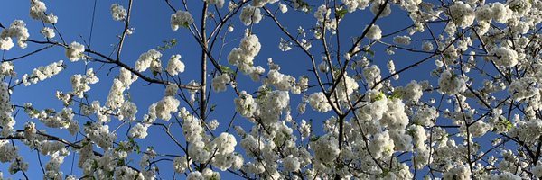 silvareader Profile Banner