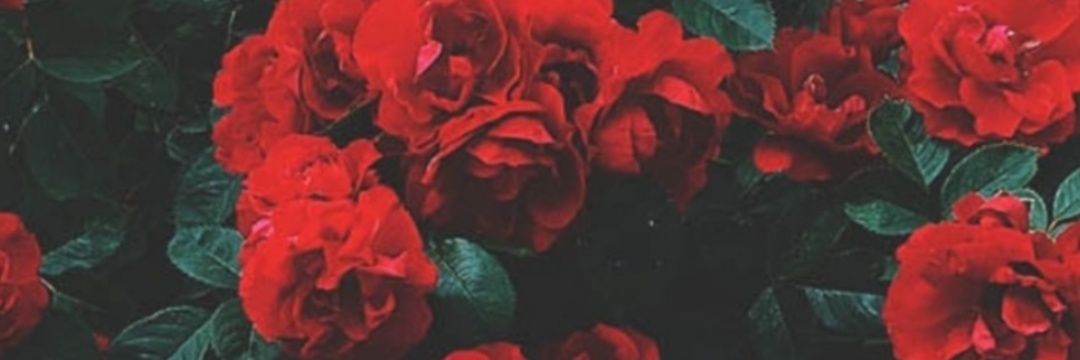 aniitant's profile banner image