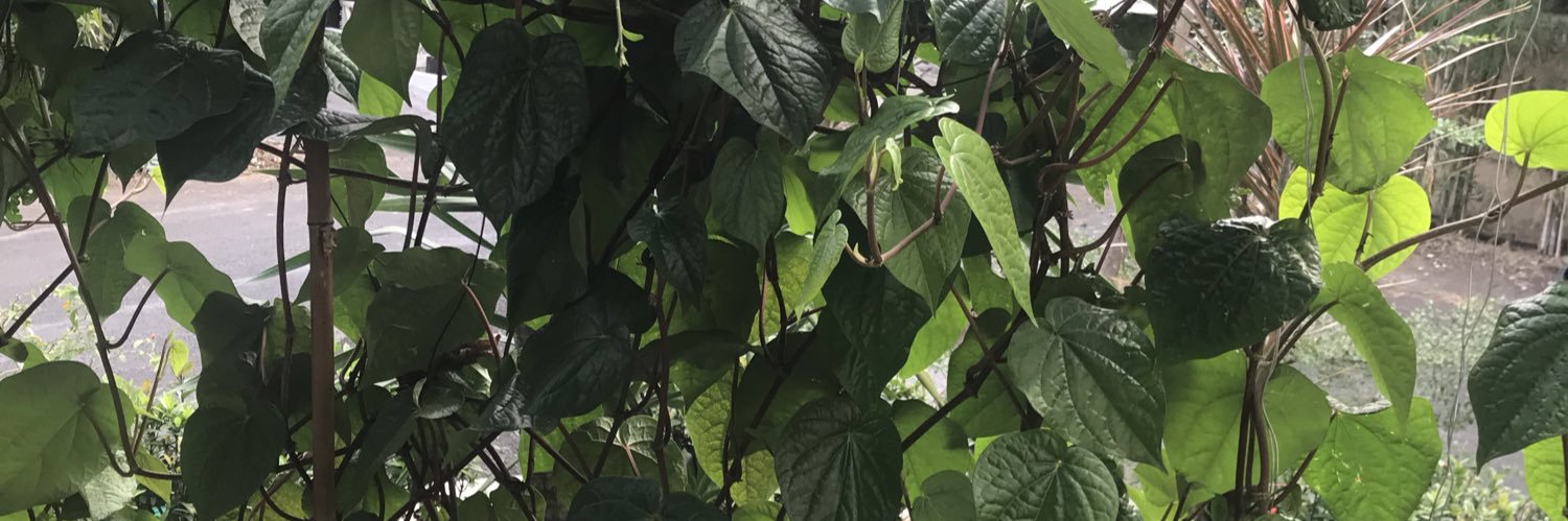 divaaanin's profile banner image