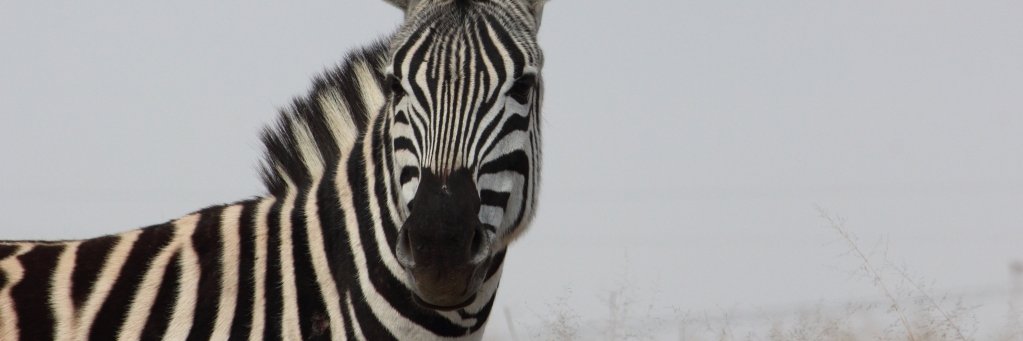 CobusZeeman's profile banner image