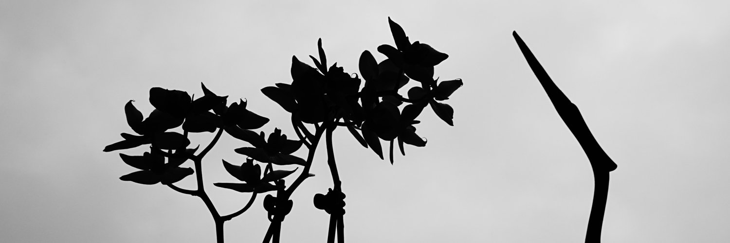 SoftCakeOnAir's profile banner image
