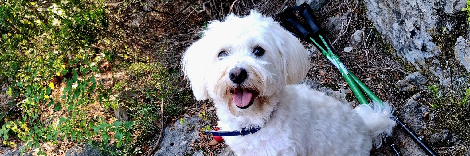 Claude Calmès banner