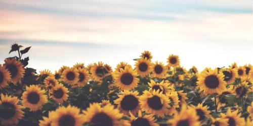 jovxta's profile banner image