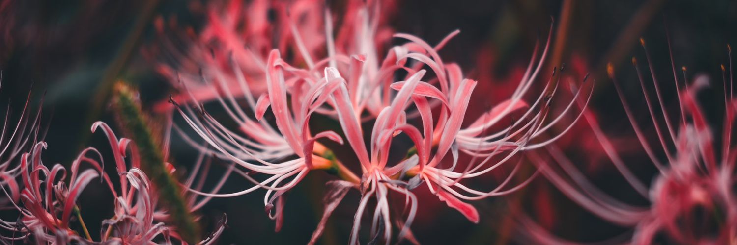ARUTEMISIAARUTO's profile banner image