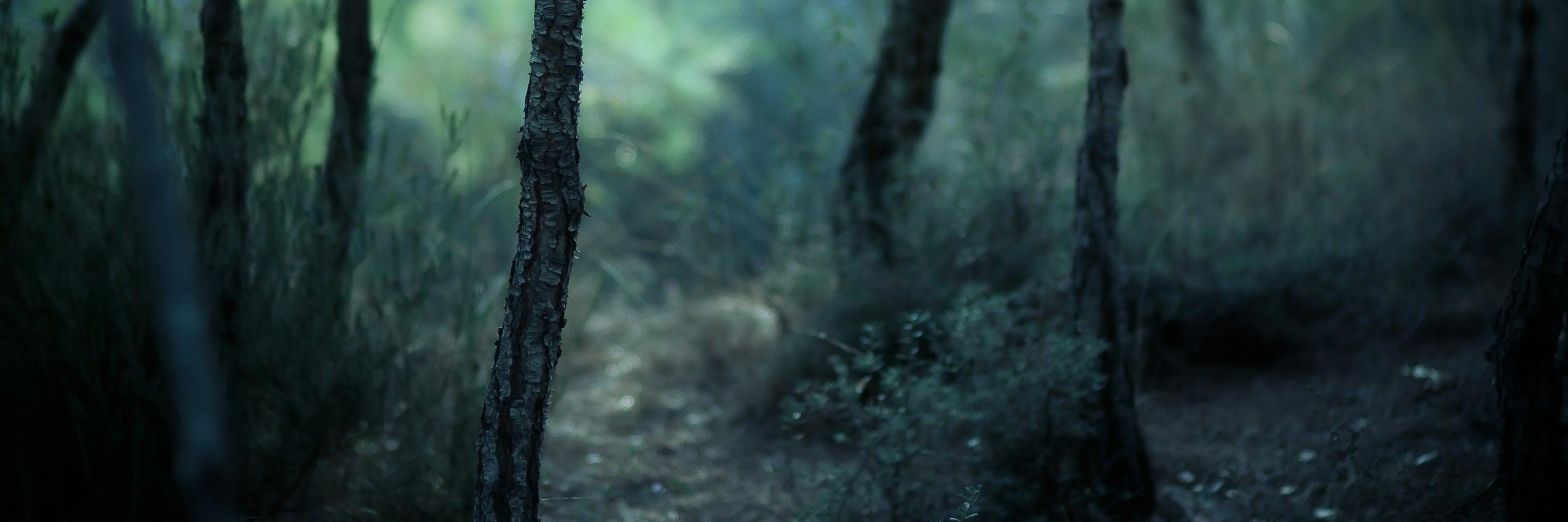 dimkasamp's profile banner image
