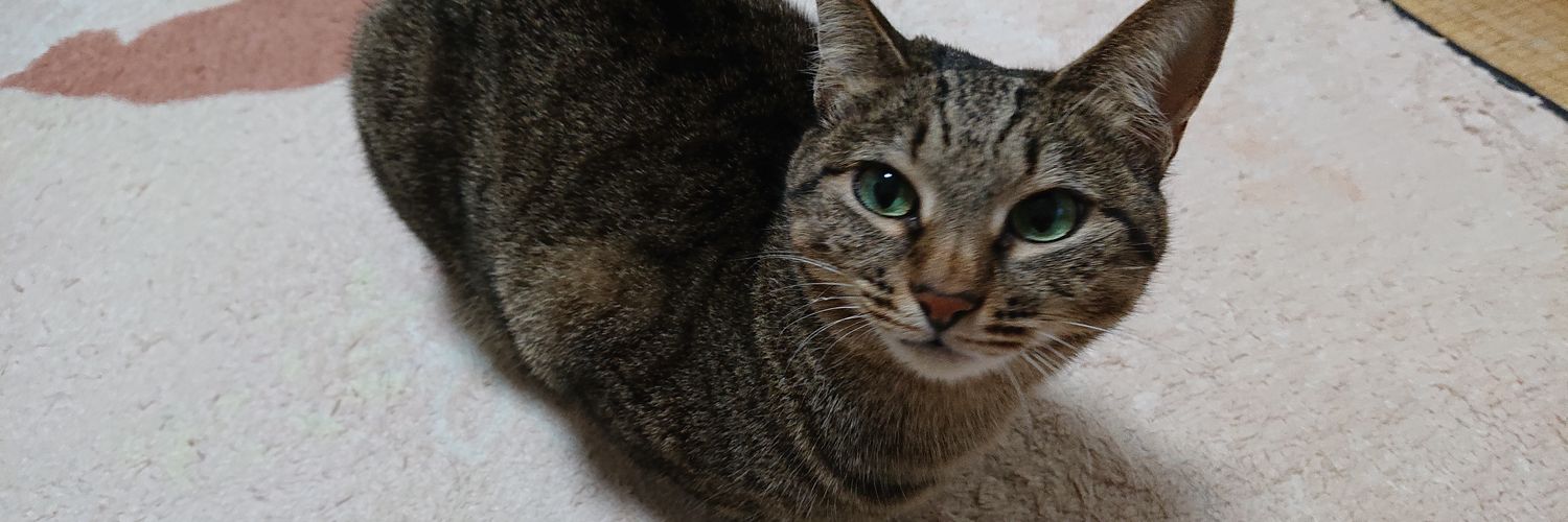SOULCATMATE's profile banner image