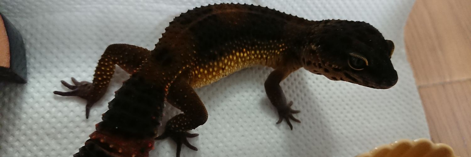 PataPata🦎🐍🐢 banner