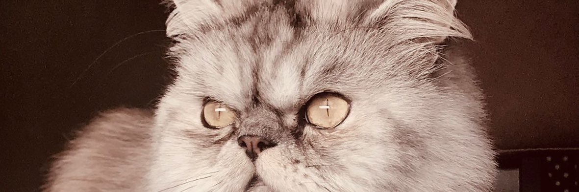 grojas000's profile banner image