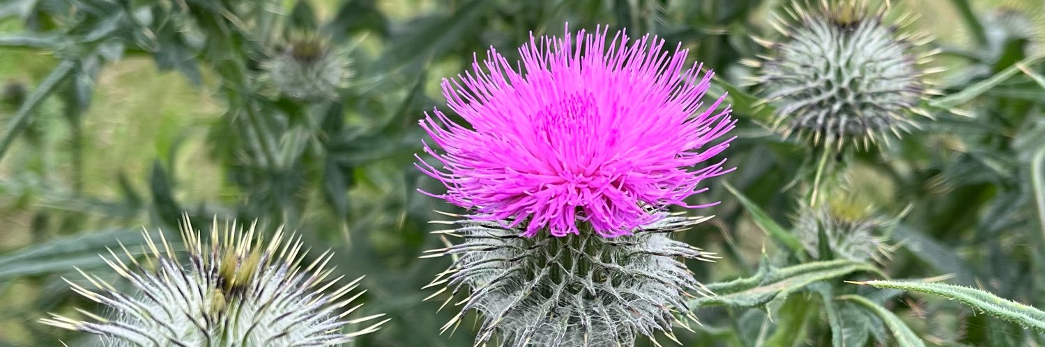 LW StillYES🏴󠁧󠁢󠁳󠁣󠁴󠁿🇪🇺 banner