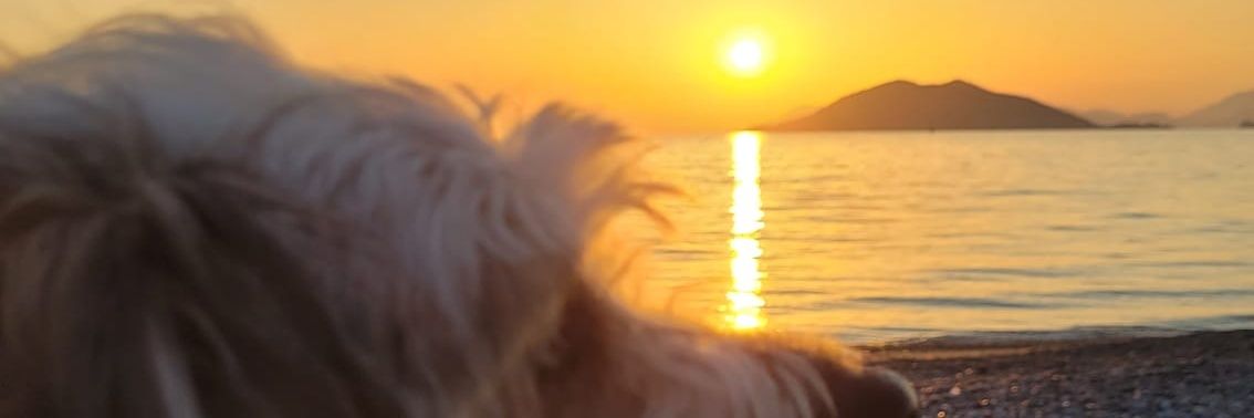 ysmgnc's profile banner image