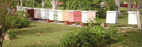 Empresa Apícola Cubana (Apicuba) banner