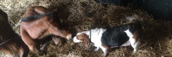 ashmecrochet Profile Banner