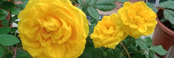 Cora54247742 Profile Banner