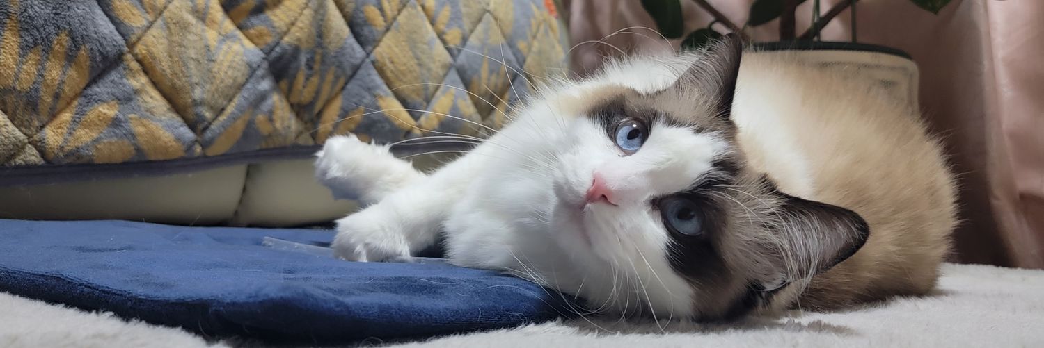 🐝8レベの人🌂🍮 banner