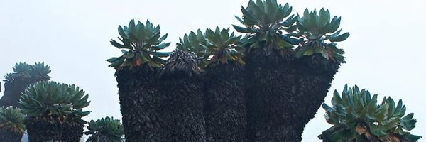 Goblet_42 Profile Banner